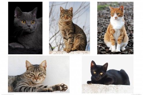 Chats Posters XXL - Tigres De Salon Mignons, Collage (80x120 cm)