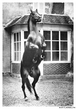 BE-BFP1-0866-61 - HARAS DU PIN - LE CHEVAL acrobate - trotteur français