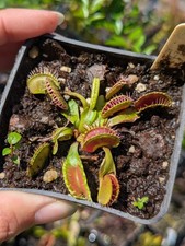 Dionaea Fuzzy Tooth - Plante Carnivore