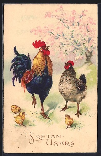Coq poule avec - coq, poussins