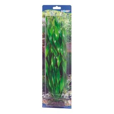Vallisneria 34cm Plante