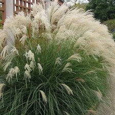 Miscanthus sinensis 'Yaku-Jima' - Roseau de Chine à fins plumeaux