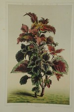 Lithographie couleur originale Botanique Coleus