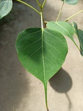 Ficus religiosa - 1 Plant - Rare - Bodhi Tree