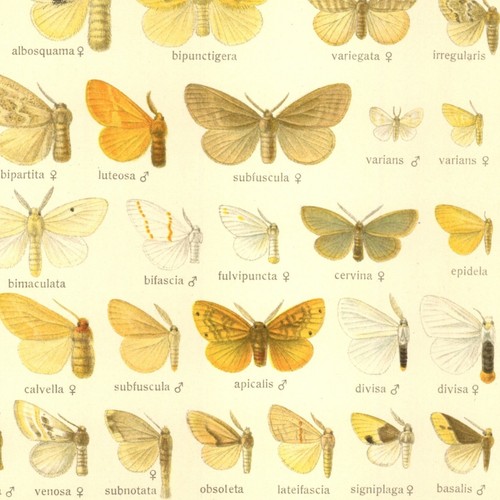 Adalbert seitz papillon - adalbert,