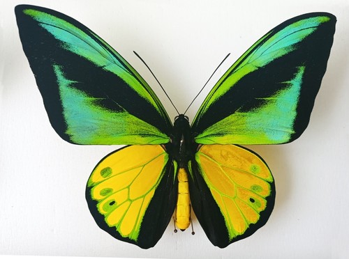 Amazing blue ornithoptera - amazing,