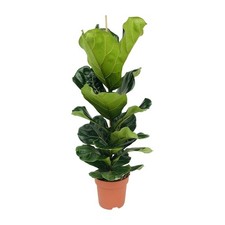 Plante intérieur ficus - d'intérieur,