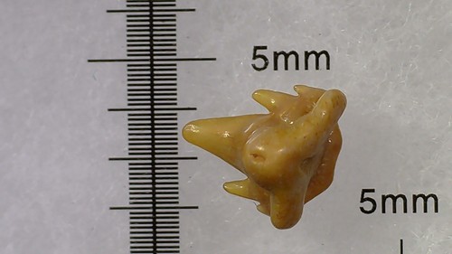 Shark tooth dent requin - shark,