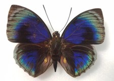 agrias beatifica beatifica