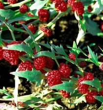 20 graines d'épinard fraise variété rare et délicieuse pour votre jardin 