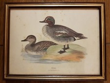 Canard sarcelle ancien