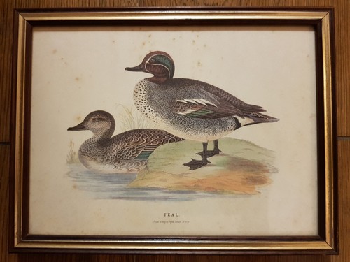 Canard sarcelle ancien