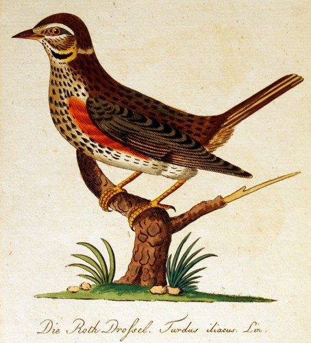 Ornithologie bechstein la - ornithologie-bechstein,