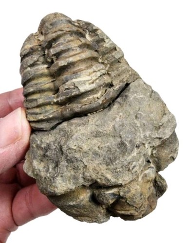 Trilobite fossil from morocco - trilobite,