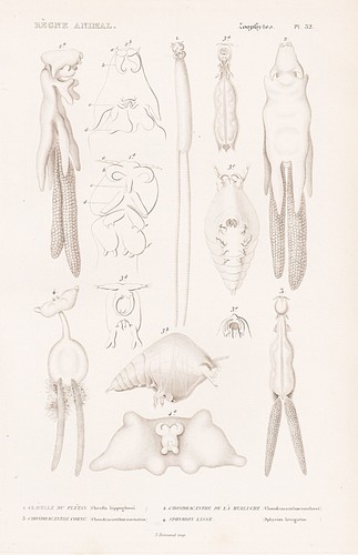 Arthropodes cavella - arthropodes,