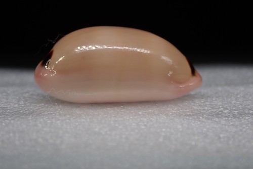Sea shells cypraea luria - 11,