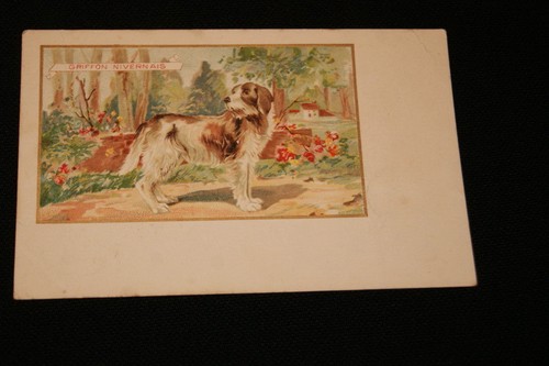 Chien griffon nivernais etab - chien,
