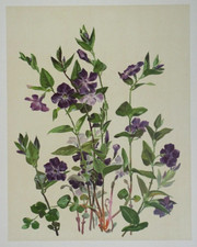 Pervenche Lithographie