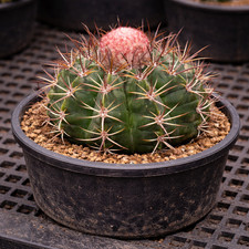 Melocactus schulzianus 10