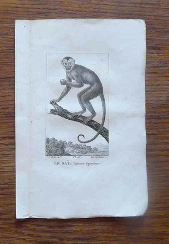 Gravure animalière xix - ,
