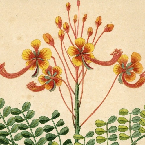 Botanique descourtilz fleur - descourtilz,