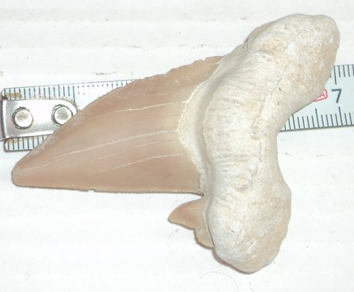 Rare grande dent - , requin
