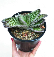 Gasteria armstrongii cv