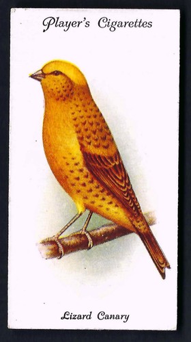 Player aviary and - and, cage