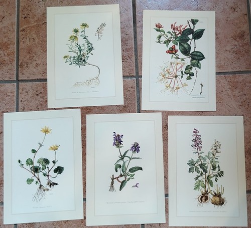 Botanique lot planches - lot, en