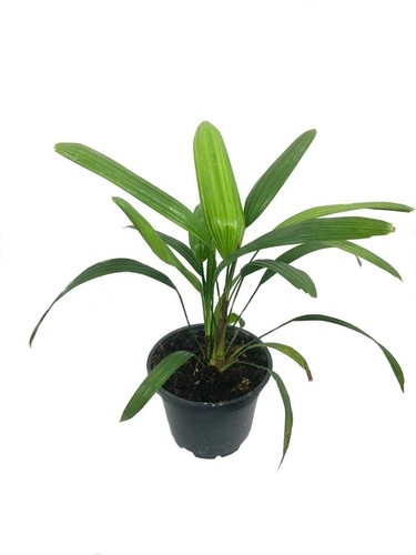Lady palm live plant - palm,