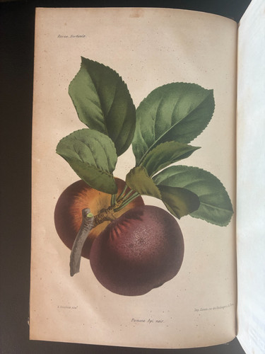 Revue horticole 1864 livre - horticole,
