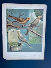 Antique 1870s Chromolithograph