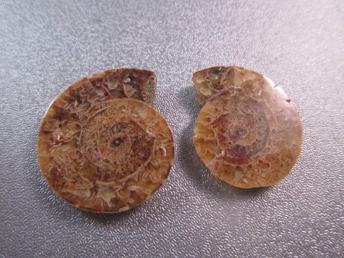 Pair madagascar ammonite - of,