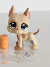 Petshop Chien Dog Argentin