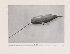 Narval Monodon Monoceros Baleine Pression De 1912 Zahnwale Odontoceti