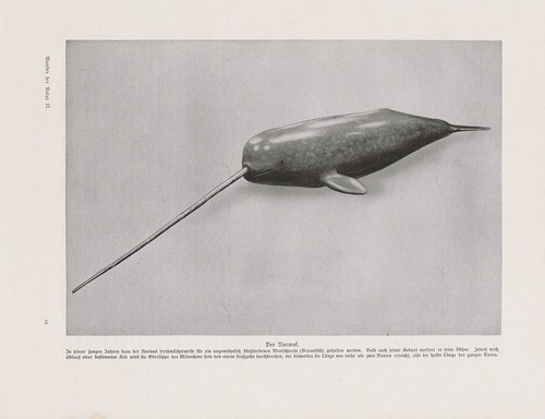 Narval monodon monoceros - narval,
