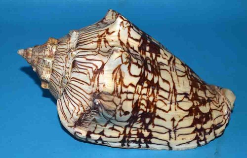 Sea shell coquillages - sea,