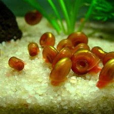 Escargot Nettoyeur Planorbes