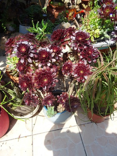 Tronçons aéoniums cutting - aéoniums,