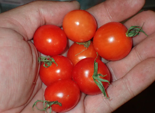 Cultivated tomato s - (cultivated, (s