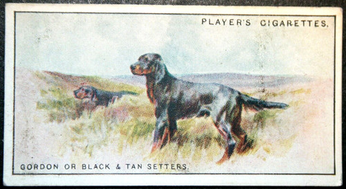 Gordon setter vintage 1924 - setter,