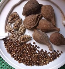 20 Graines De Piment De Guinée 