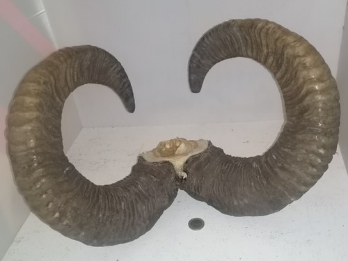 Trophée cornes mouflon sur - de,