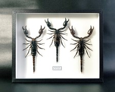 Scorpions naturalisés 