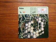 GUEPE POLISTE POLISTES GALLICA Carte collection 1975 fiche animal lobby card 