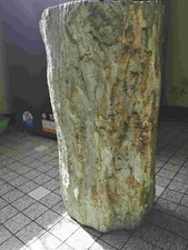Tronc en bois silicifié de
