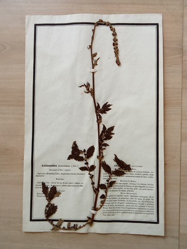 Ancien herbier botanique - ancien,