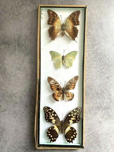 Cadre papillion taxidermie lot - taxidermie,