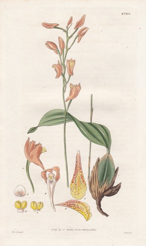 Maxillaria racemosa fleur - maxillaria,