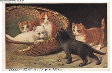 CD-BFP1-1041-CHAT - Chaton